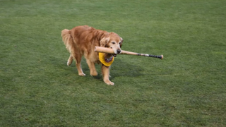 Derby The Very Good Bat Dog Has Died